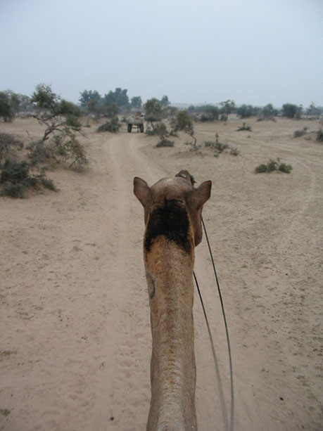 Bikaner01
