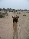 Bikaner01
