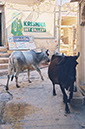 jaisalmer2
