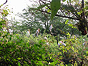 bharatpur