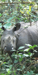 Neushoorn